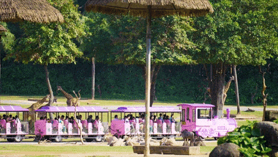 4万公里 ，100%出勤率！乐天堂官网观光车助力长隆打造沉浸式生态之旅